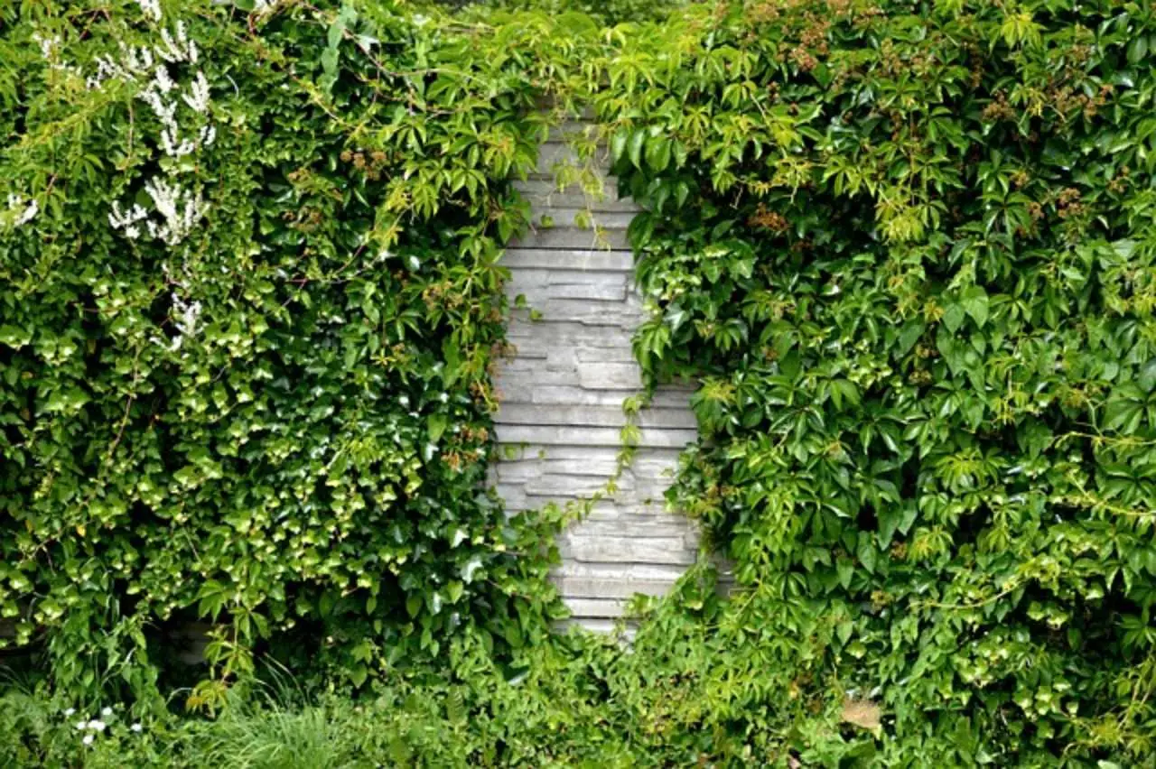 Immagine selezionata